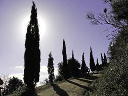 Cypress Trees