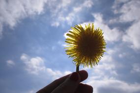 Dandelion Flower Lighting sky