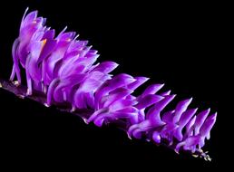 violet Wild Orchid Blossom