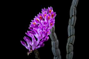 amazing Wild Orchid Blossom