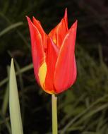 wonderful Tulip Red Flower