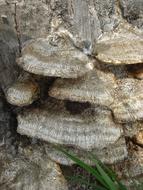 Stump Tree Fungus