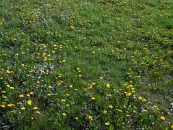 Meadow Flowers Bloom