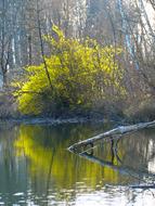 yellow forsythia by the lake