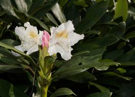 Rhododendron Hirsutum, white flowers and green leaves