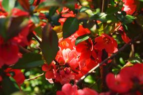 Fire Bush Spring Blossom red