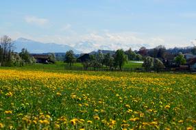 Fruelingswiese Rigi Alpine
