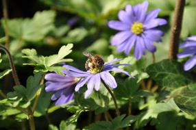 Bee on the beautiful, blooming, violet and yellow wood anemone flowers