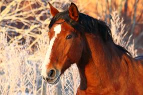 Horse Gelding