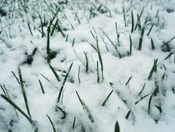 green grass makes its way through the snow