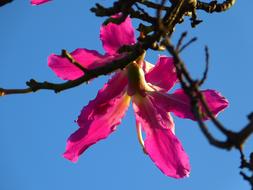 Close-up of the beautiful, blossoming, pink and yellow flowers on the kapok tree, under the blue sky