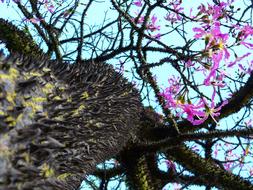Kapok Tree in bloom, Ceiba Pentandra, low angle view