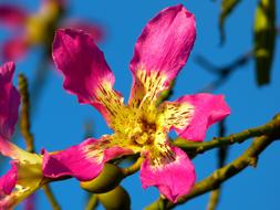 Beautiful, purple, pink and yellow, blossoming flowers on the branches of the kapok tree, at blue sky on background