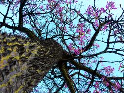Kapok Ceiba Tree with pink flowers