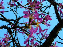 Close-up of the beautiful and colorful, blossoming flowers, on the branches of the kapok tree, at blue sky on background