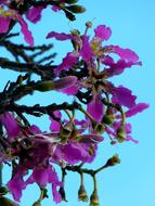 Kapok Tree in bloom, Ceiba Pentandra
