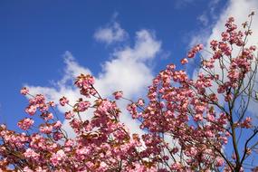 pink Cherry Blossoms at blue sky with white Clouds