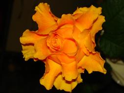 Yellow orange Flower