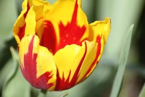 Tulips Red And Yellow