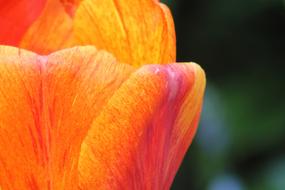 orange-red tulip close up on blurred background