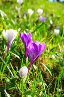 wonderful Crocus Flower Spring