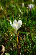 white crocuses in green grass close up