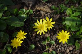 Beautiful, blooming yellow celandine flowers with green leaves