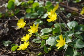 Celandine Flower Blossom close-up on blurred background