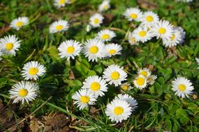 group of white Daisies in Bloom