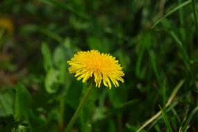 wonderful Dandelion Spring Flower