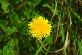 Dandelion Spring Flower yellow