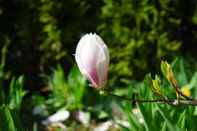Beautiful, blossoming, white and purple tulip magnolia flower, among the other colorful plants