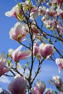 Magnolia Flowers blue sky
