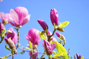 incredible beauty Magnolia Blossom blue sky