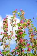 red Currant Blossom blue sky