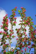 wonderful Blood Currant blue sky