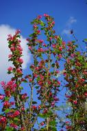 Blood Currant Blossom