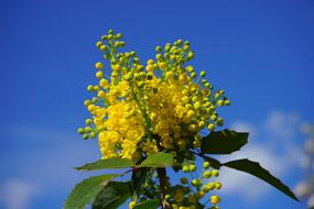 Ordinary Mahogany Flowers