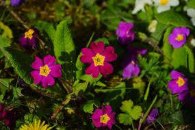 Primrose violet Blossom close up