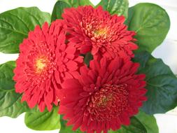 bouquet of red gerberas with green leaves
