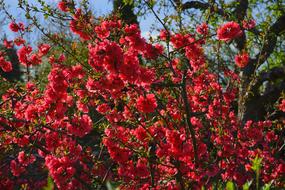 Japanese Ornamental Quince Bush