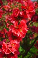 Japanese Ornamental Quince Flowers