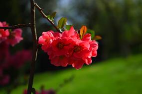 Japanese Ornamental Quince Flowers