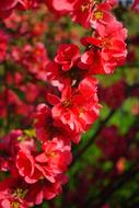 red Japanese Ornamental Quince Flowers