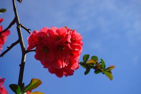 Japanese Ornamental Quince Flowers