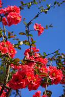 Japanese Ornamental Quince red Flowers