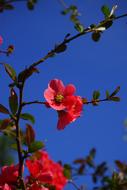 Beautiful, blossoming, red flowers on the Japanese Ornamental Quince, under the blue sky