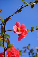 Japanese Ornamental Quince Flowers