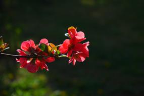 Japanese Ornamental Quince Flowers