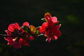 pink Japanese Ornamental Quince Flowers